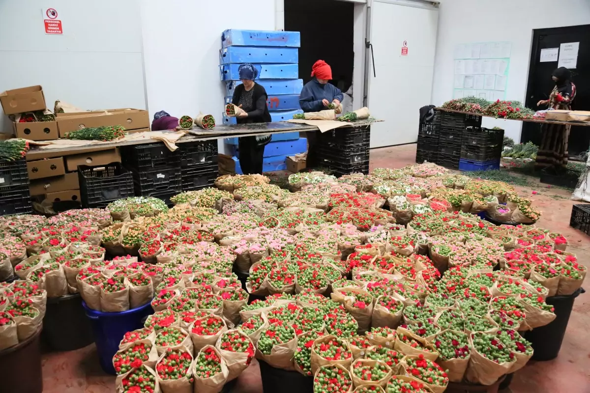 Antalya'dan 160 milyon dolarlık süs bitkileri ihracatı rekor kırdı