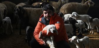 Üniversiteli genç, devlet desteğiyle başladığı hayvancılıkta söz sahibi olmak istiyor