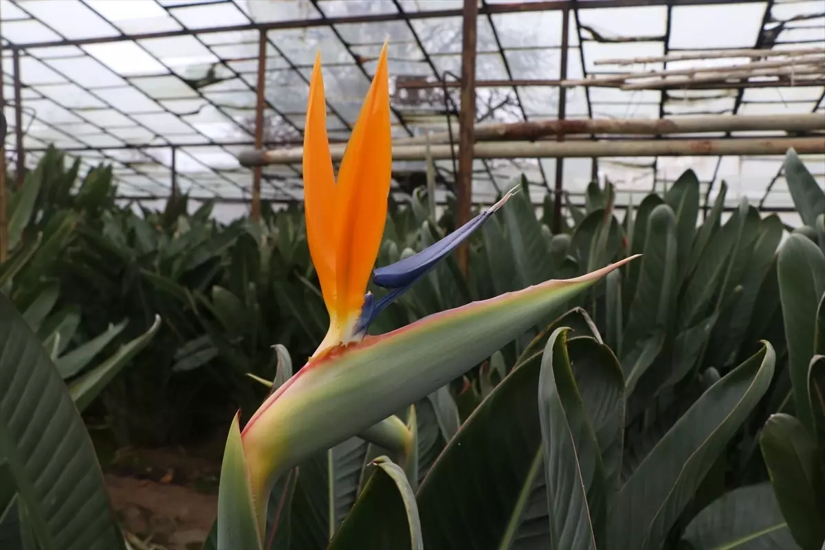 Uzun ömürlü çiçek starliçe Sevgililer Günü'nde farklı hediye arayanlara alternatif oldu