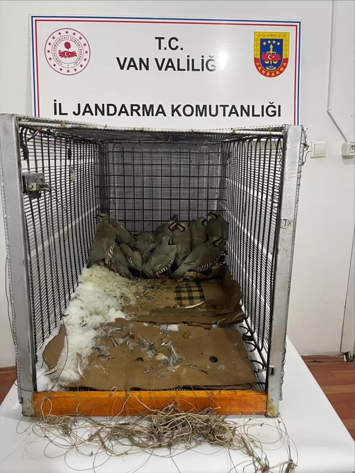 Van'da bahçesinde 14 kınalı keklik yakalanan kişiye 75 bin 303 lira ceza verildi