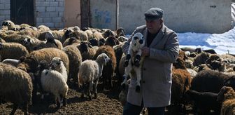 Van'da küçükbaş hayvancılık devlet desteğiyle artıyor