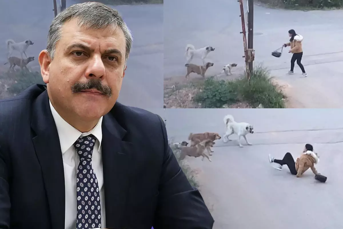 Yeni İçişleri Bakanı Mustafa Çiftçi'nin sokak köpekleri konusunda tavrı net