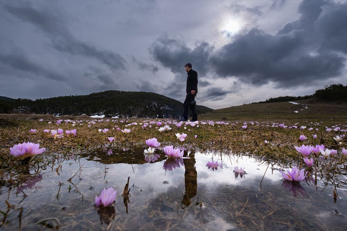 Yozgat'ta havanın ısınmasıyla açan çiçekler doğaya renk kattı