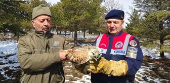 Yozgat'ta yaralı bulunan şahin tedaviye alındı