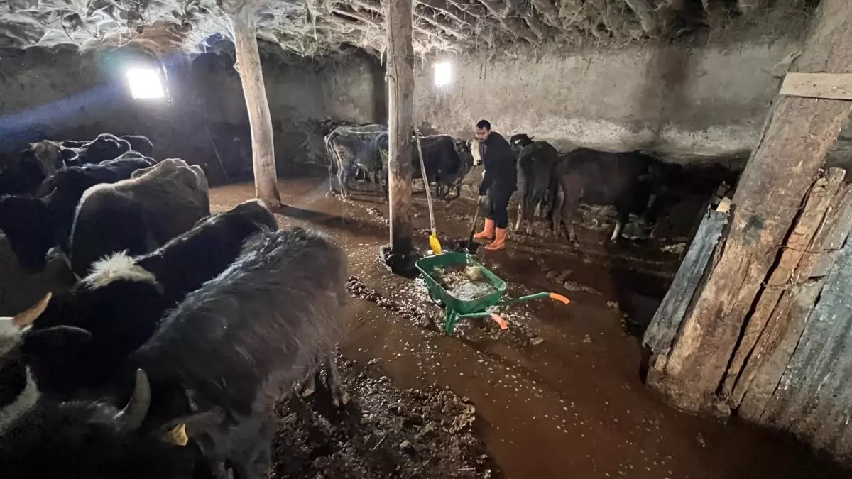 Yüksekova'da sağanak; ahırları su bastı