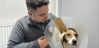 Zonguldak'ta kanserli köpek, operasyon ve elektro kemoterapiyle sağlığına kavuştu