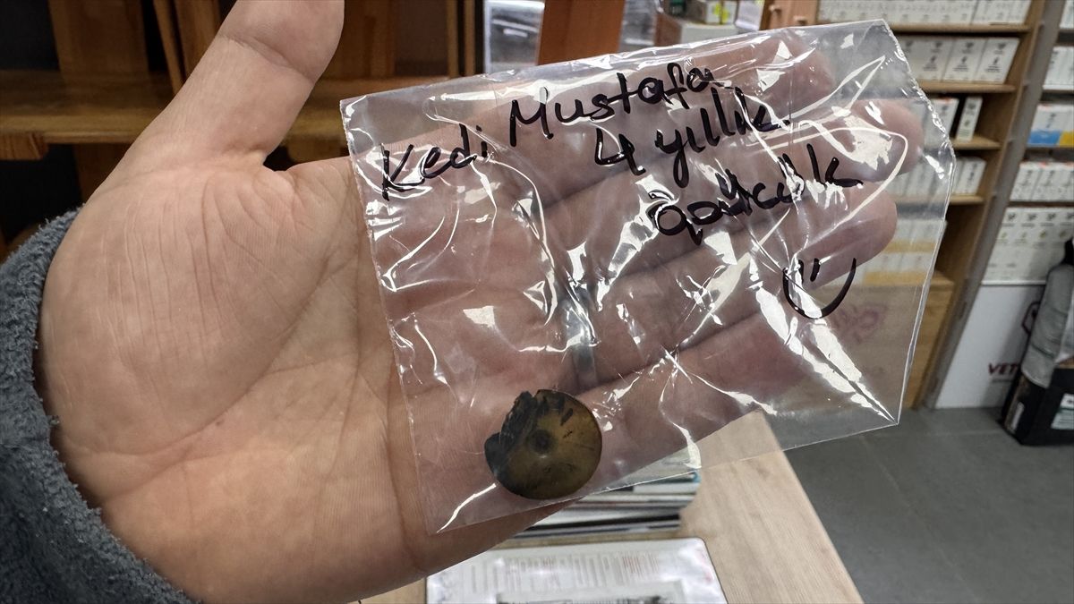 Zonguldak'ta kedinin yuttuğu vakumlu tutucu endoskopiyle çıkarıldı