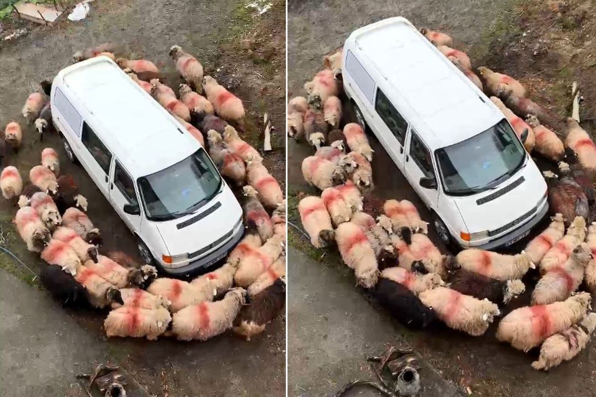 Esrarengiz olay! Aynı şeyi dakikalarca hep birlikte yaptılar