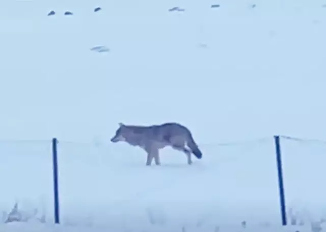 Finally captured on camera! It has been living like this for 5 years