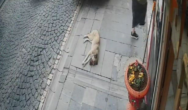 New development regarding the 'Mardin Marilyn Monroe' in prison