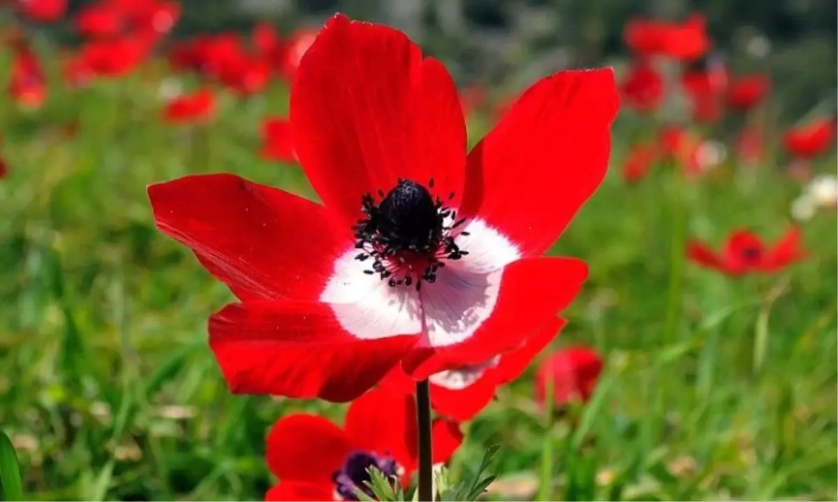 İlk cemre düştü mü, 2026 cemreler ne zaman düşecek?