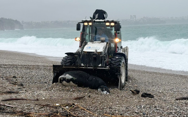 The city was flooded, a dead calf washed ashore on the world-famous beach