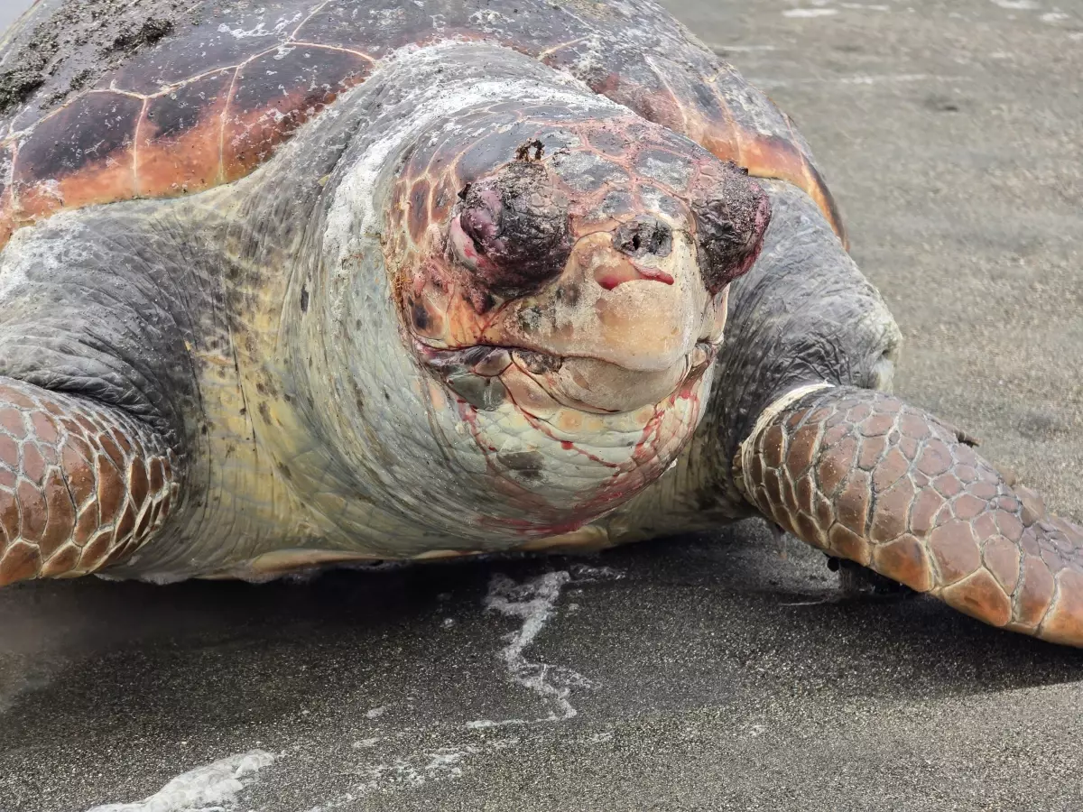 Nesli Tehlike Altında Olan Yeşil Deniz Kaplumbağası Samandağ Sahilinde Ölü Bulundu