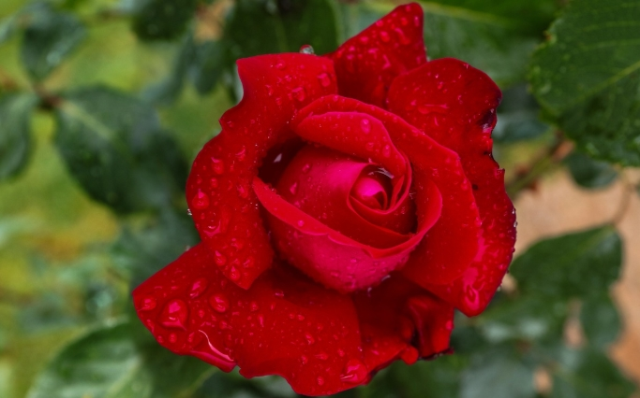 Sevgililer Günü mesajları! En güzel ve anlamlı 14 Şubat Sevgililer Günü mesajları! Sevgililer Günü mesajları! En güzel ve anlamlı 14 Şubat Sevgililer Günü mesajları!