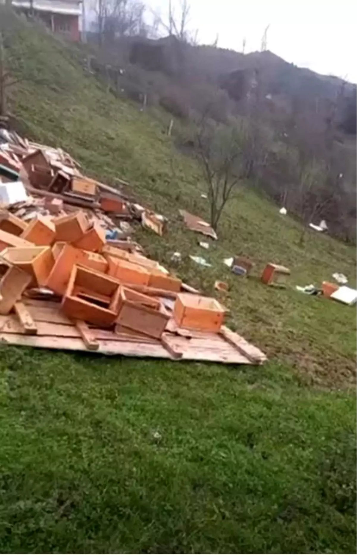 Türkeli'de fırtına arıcılığı vurdu: Onlarca kovan zarar gördü
