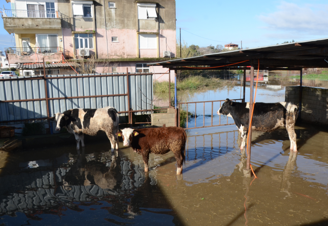Heavy rainfall in Antalya caused damage in 6 districts, trapped animals were rescued