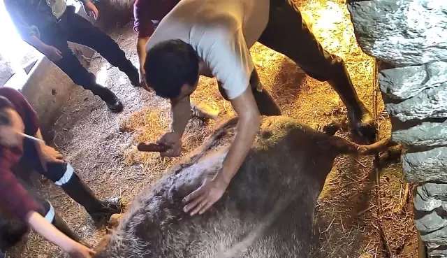 Surgery on a cow struggling to give birth with a bread knife! The images are chilling