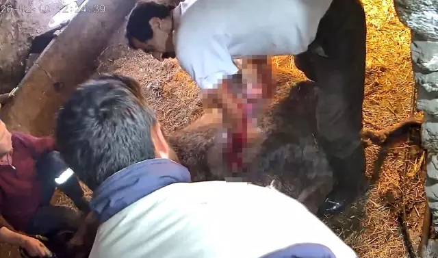 Surgery on a cow struggling to give birth with a bread knife! The images are chilling