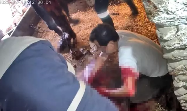 Surgery on a cow struggling to give birth with a bread knife! The images are chilling