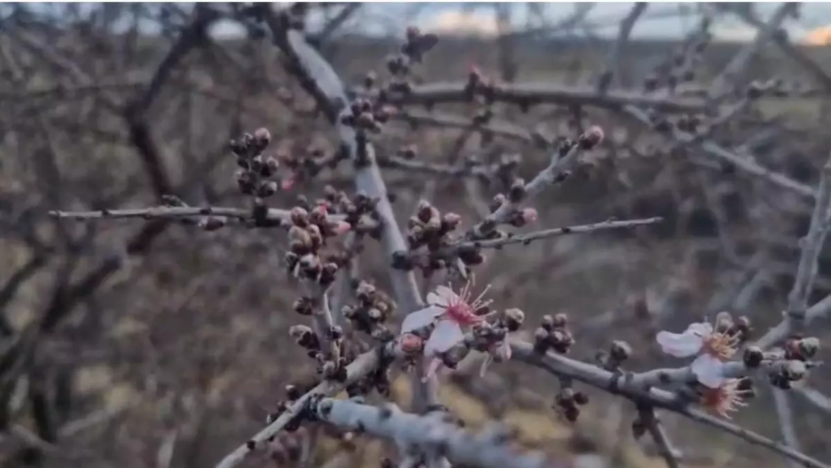 Nevşehir'de Şubat Ayında Badem Ağacı Çiçek Açtı