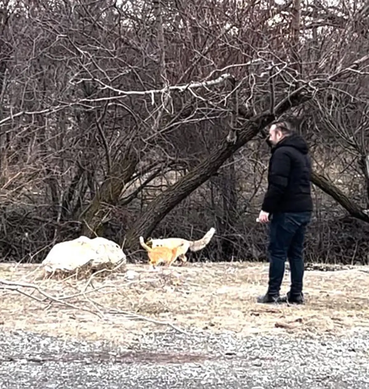 Sokak Kedisi ile Tilki Doğada Birlikte Dolaştı
