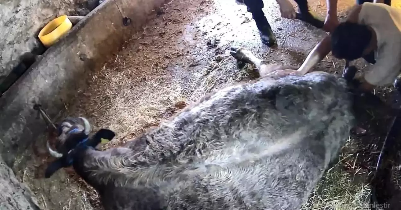 Doğum yapmakta zorlanan ineği sezaryen yapan S.T.'den açıklama: Çağırdılar insanlık namına yardımcı oldum