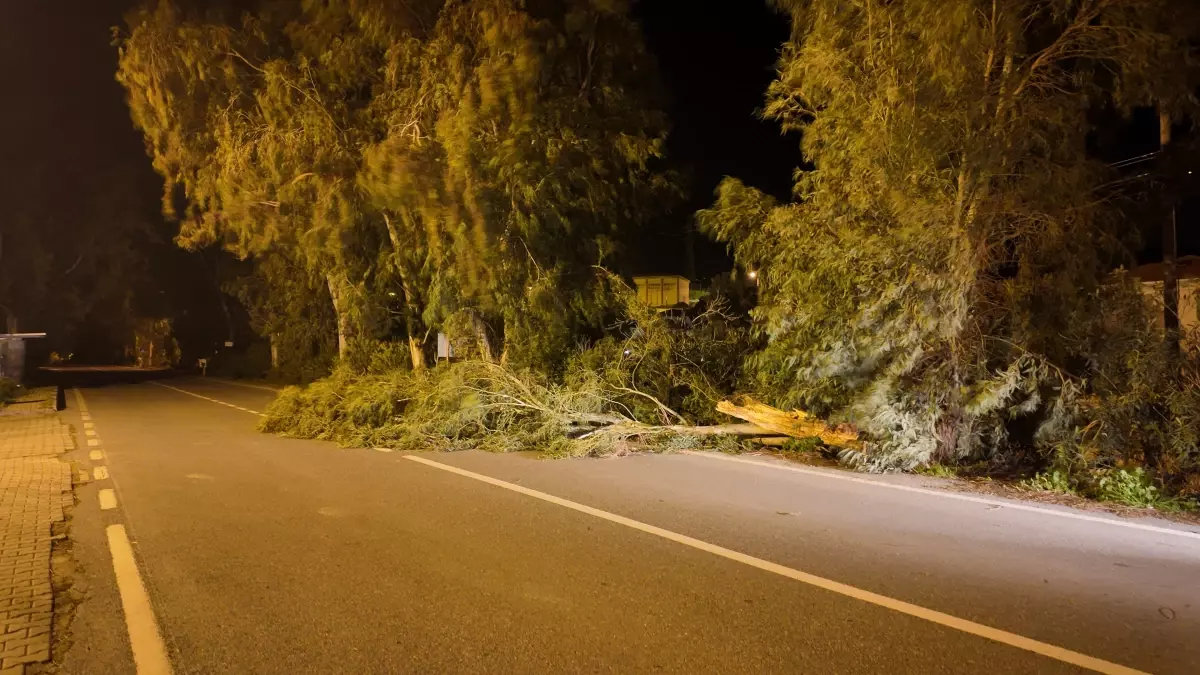İzmir'de kuvvetli rüzgarda park halindeki otomobilin üzerine ağaç devrildi