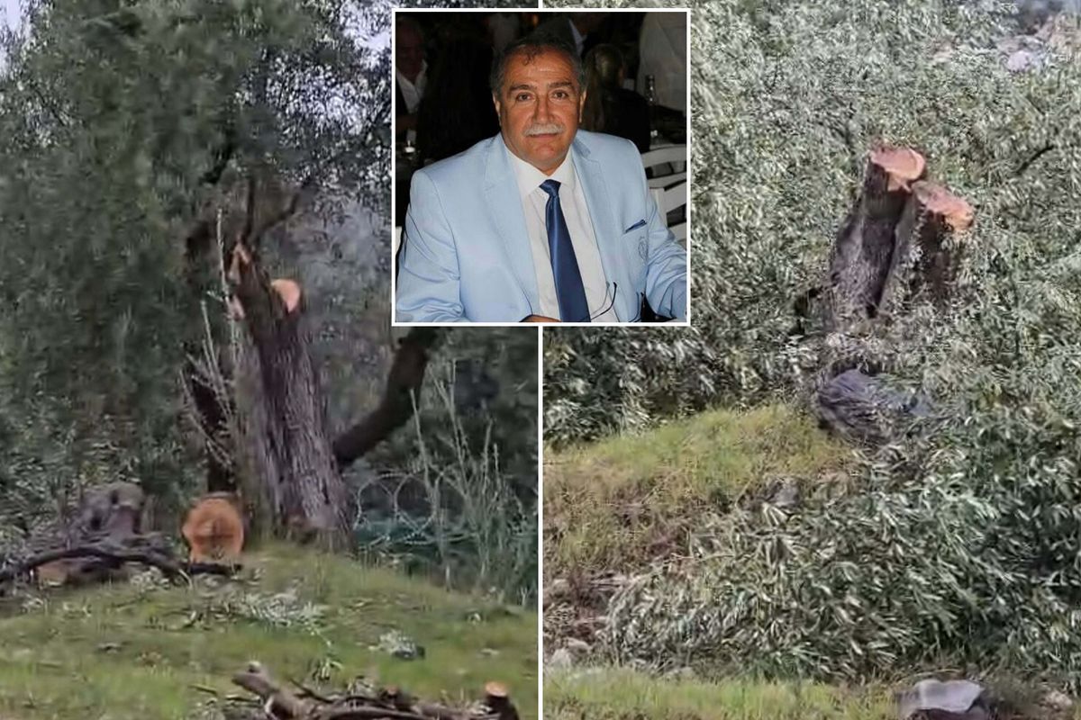 Milas'taki zeytinlik katliamında istifa geldi