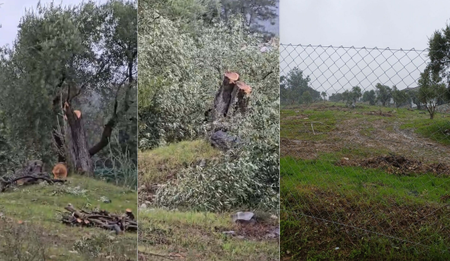 Resignation came in the olive massacre in Milas