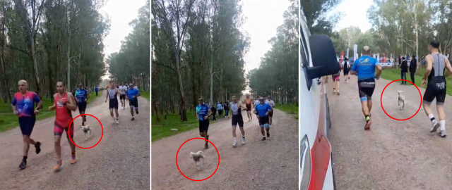 parkura atlayan kuzu yarismaya renk katti 19568985 5564 m