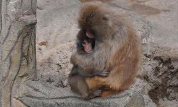 The monkey abandoned by its mother went viral! It found the affection it was looking for in a plush toy
