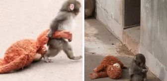 Annesi tarafından terk edilen maymun viral oldu! Aradığı şefkati peluş oyuncakta buldu