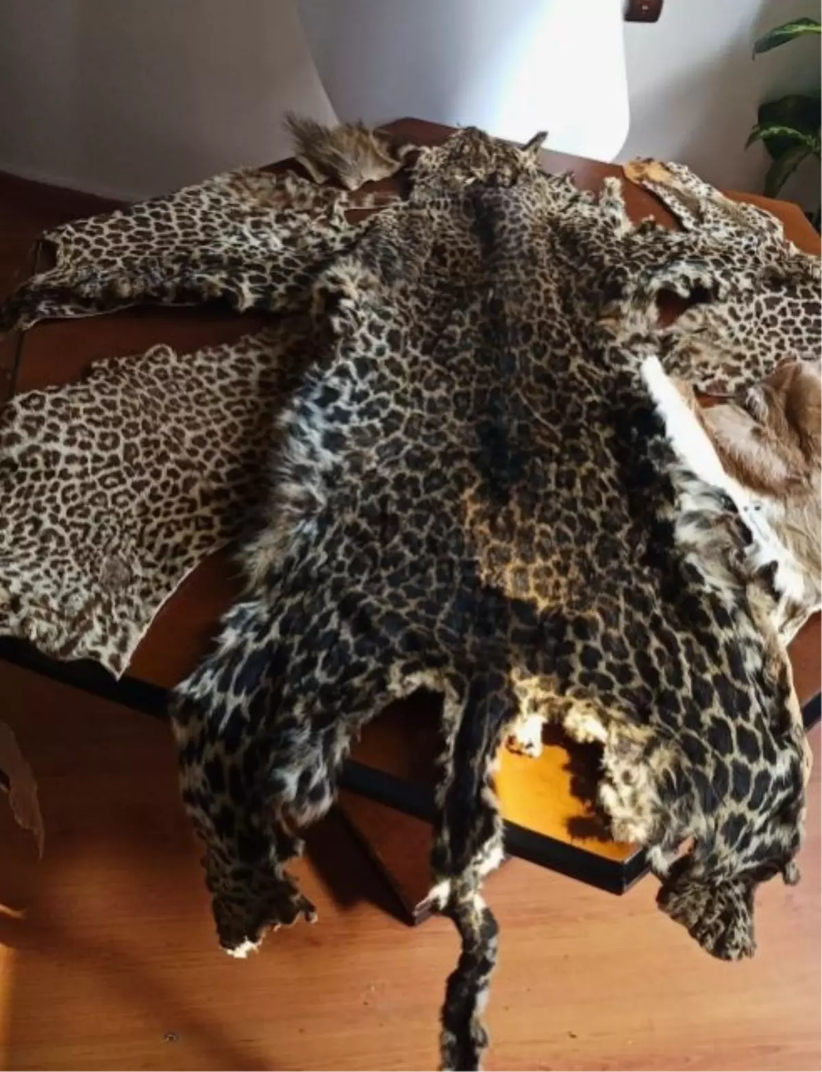 Çukurova Uluslararası Havalimanı'nda Yasa Dışı Yaban Hayvanı Ürünleri Ele Geçirildi