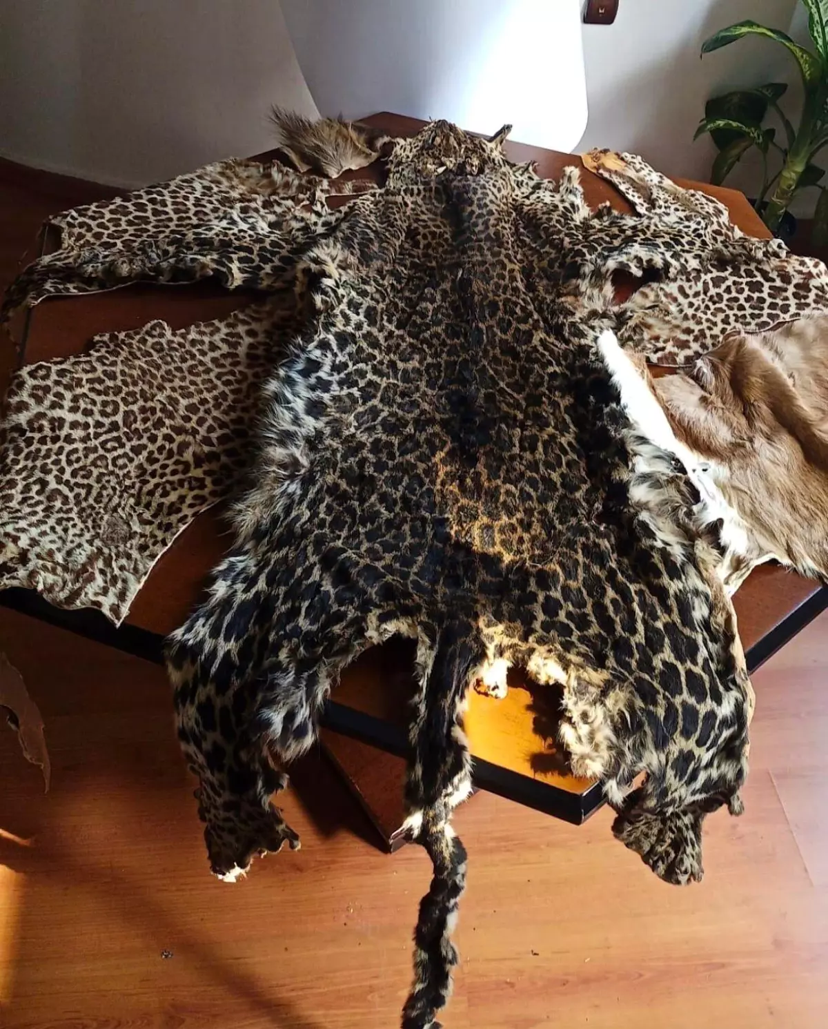 Çukurova Uluslararası Havalimanı'nda leopar postu ve baykuş gözü ele geçirildi