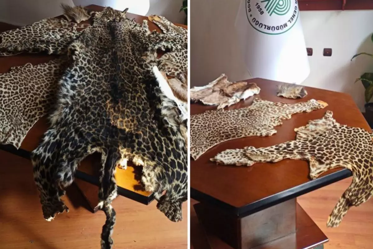 Çukurova'da yasa dışı yaban hayvanı ürünleri ele geçirildi