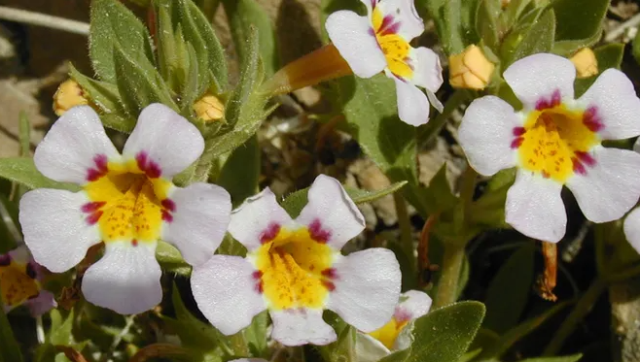 dunya saskin olum vadisi nde cicekler acti 19571397 5305 m