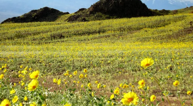 dunya saskin olum vadisi nde cicekler acti 19571397 7401 m