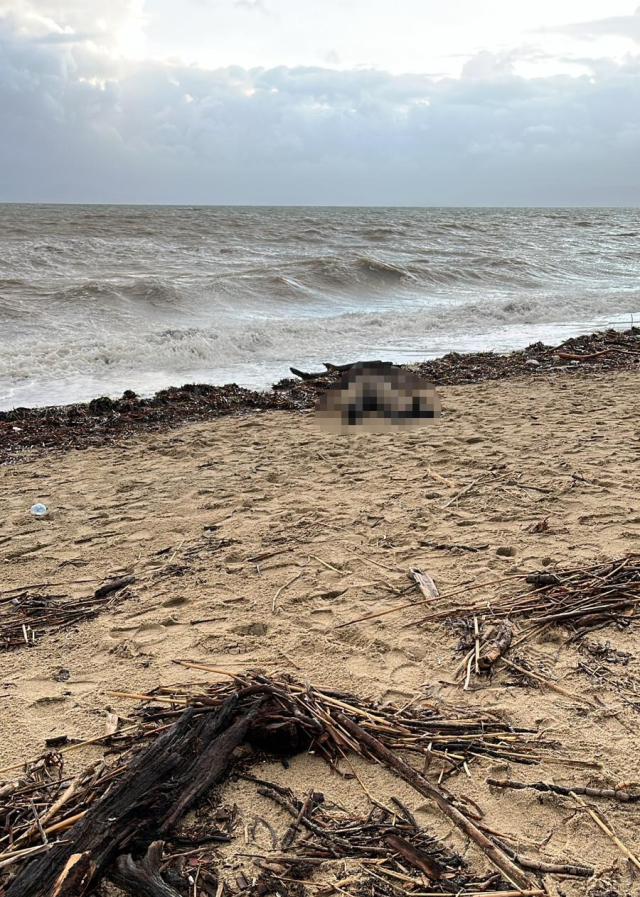 sarimsakli sahiline kadin cesedi vurdu 19573655 6036 m