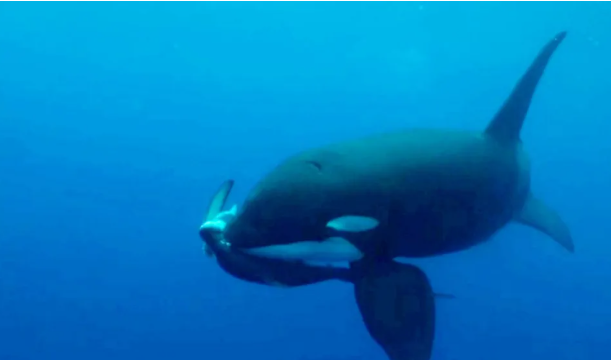 من هو سيد البحار؟ الأوركا تمزق سمكة القرش في ثوانٍ