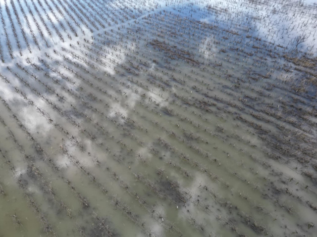 Gediz Nehir taştı; su altında kalan ova dronla görüntülendi