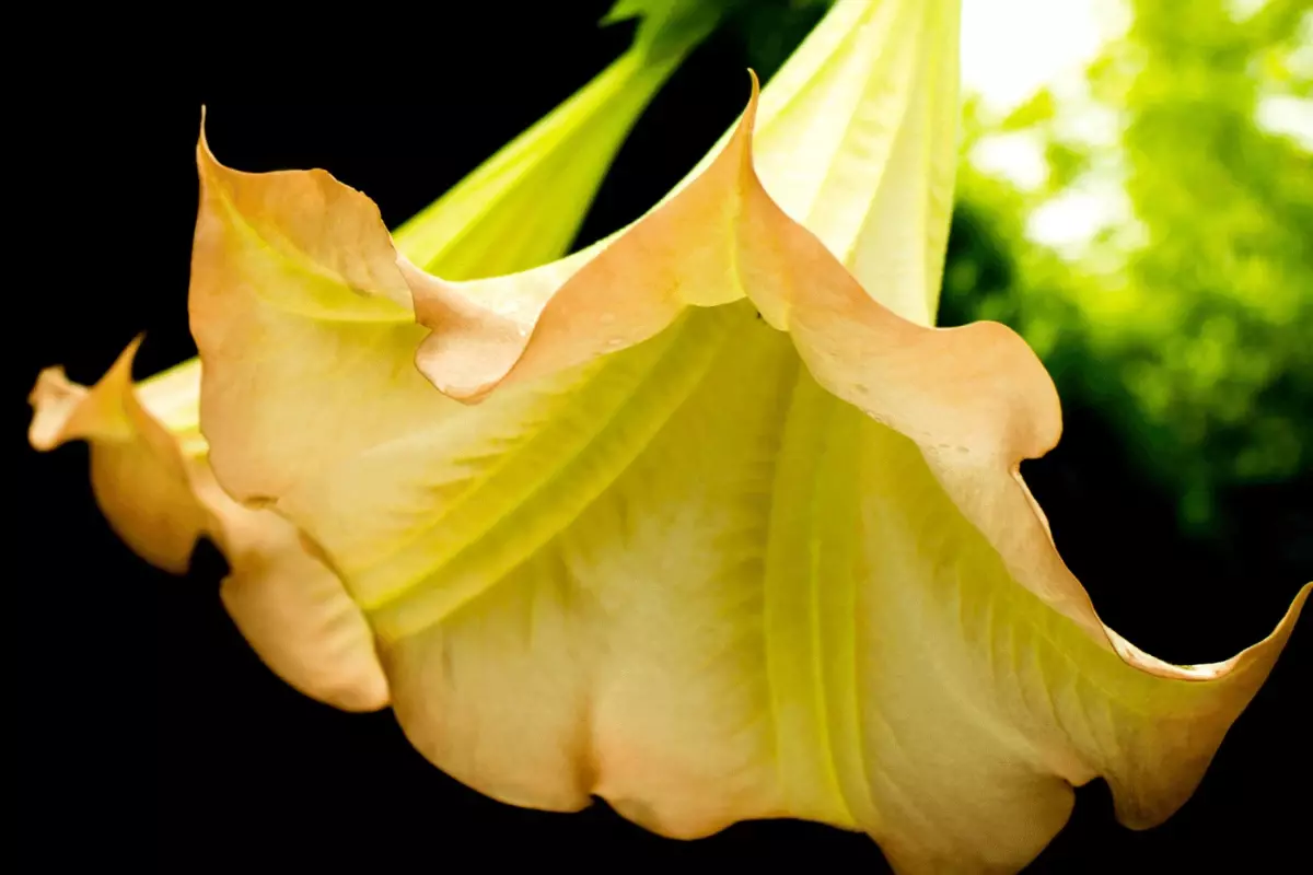 Kurbanlarını bu bitkiyle avlamış