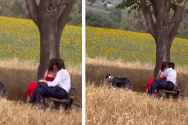 Masumiyet Müzesi dizisindeki öpüşme sahnesine köy sakininden yorum geldi Masumiyet Müzesi dizisindeki öpüşme sahnesine köy sakininden yorum geldi