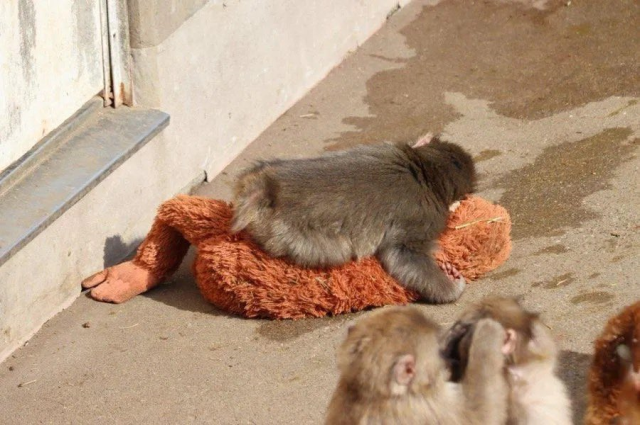 The caregiver of the baby monkey Punch, which touches the hearts of millions, spoke: It is feeling lonely