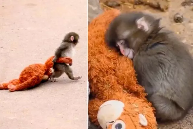 The caregiver of baby monkey Punch, who touches the hearts of millions,  spoke: He is suffering from loneliness.