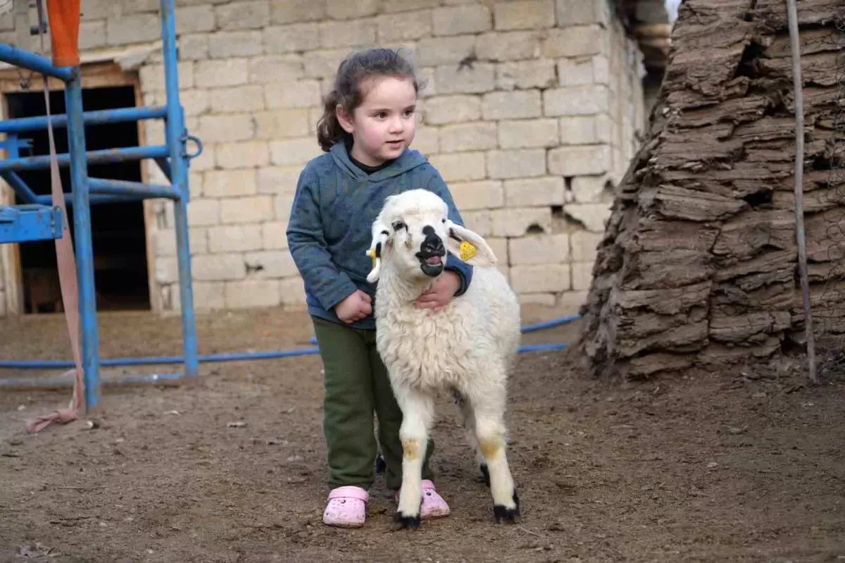 Muş'ta hayvan sayısı 1,4 milyonu aştı: 650 bin kuzu ve oğlak doğumu bekleniyor