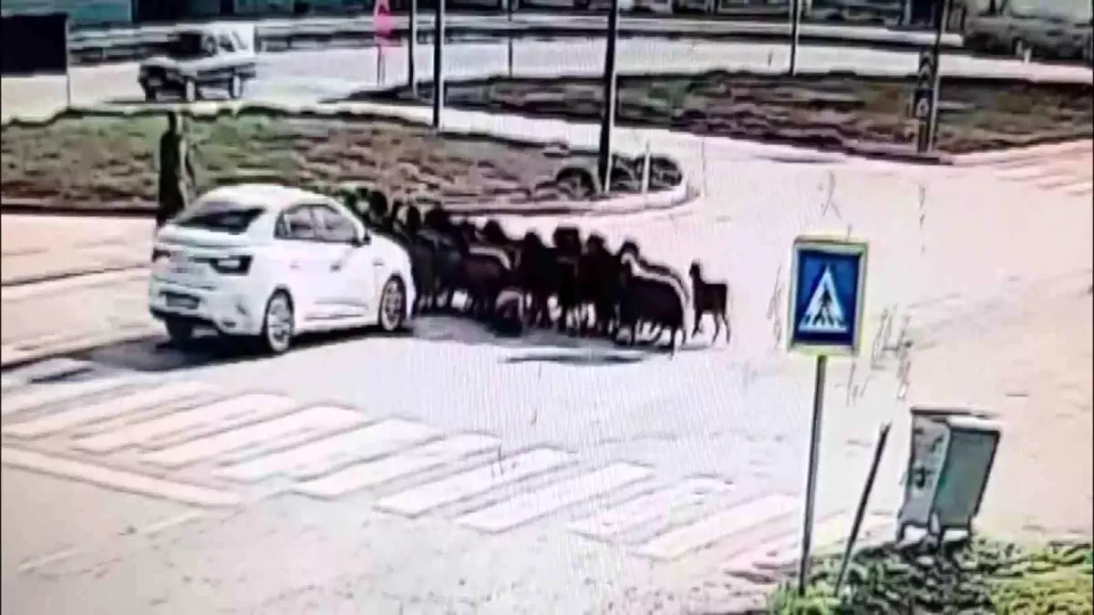 Otomobilin koyun sürüsünün arasına daldığı anlar kamerada