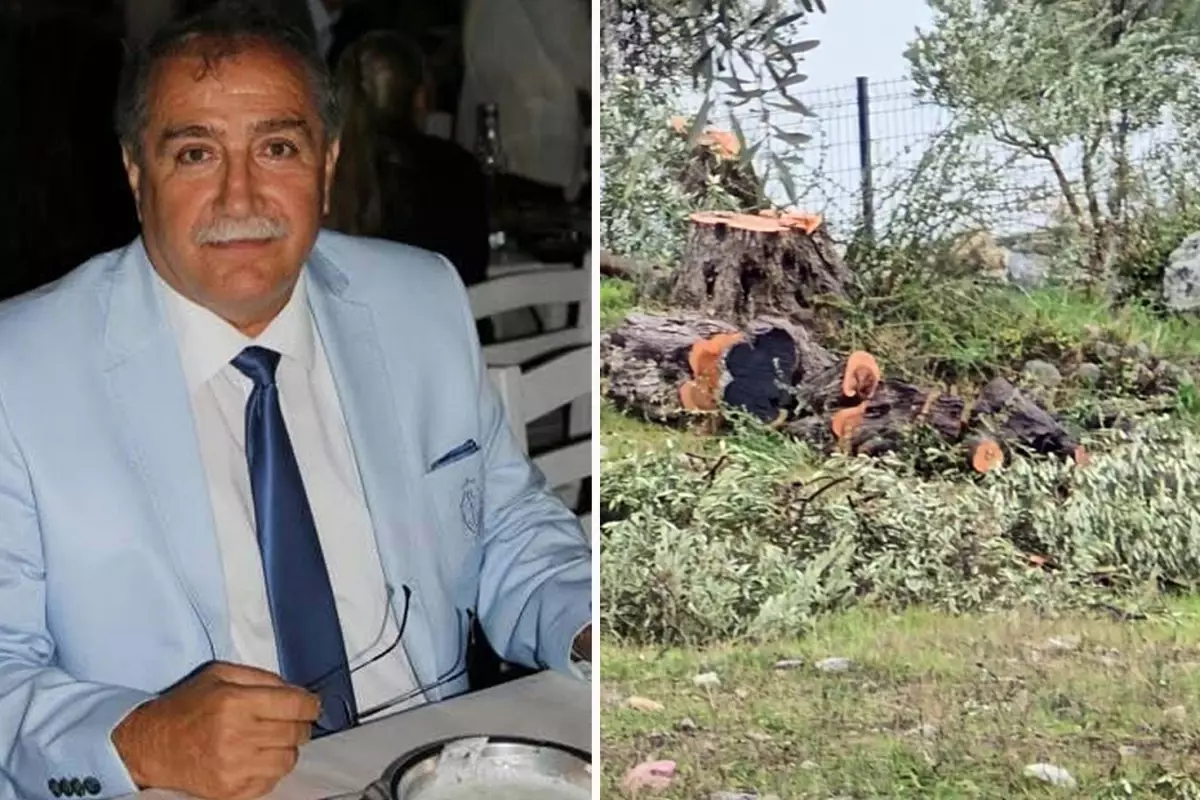 Zeytin ağaçlarını kesen ve görevinden istifa eden Kılbey'e para cezası