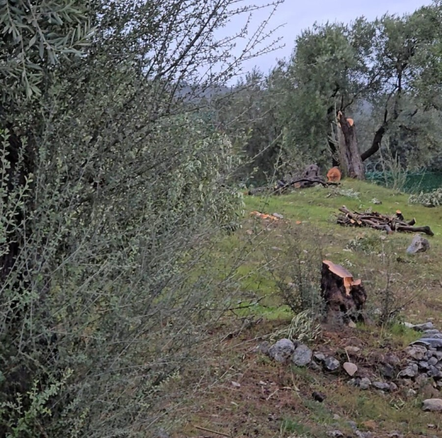 A fine for Kılbey who cut down olive trees and resigned from his position