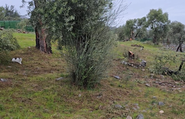 A fine for Kılbey who cut down olive trees and resigned from his position