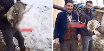 Ahıra giren çoban, devasa tavşan ile karşılaştı
